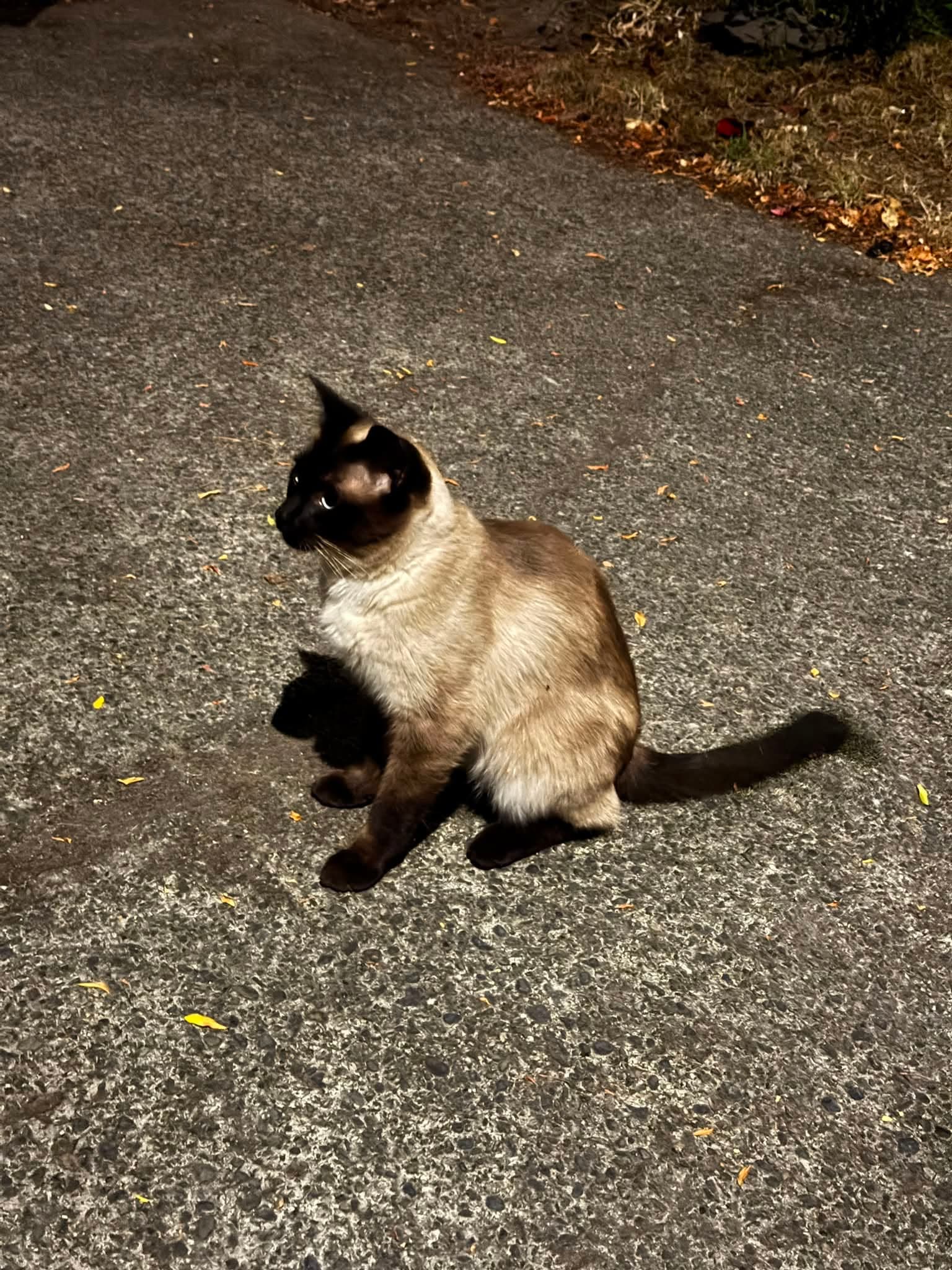 A dark-faced cat sitting on pavement near Quamichan and Maddison